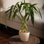 Bamboo Plant Vastu: A Guide to Attract Positive Energy and Prosperity.