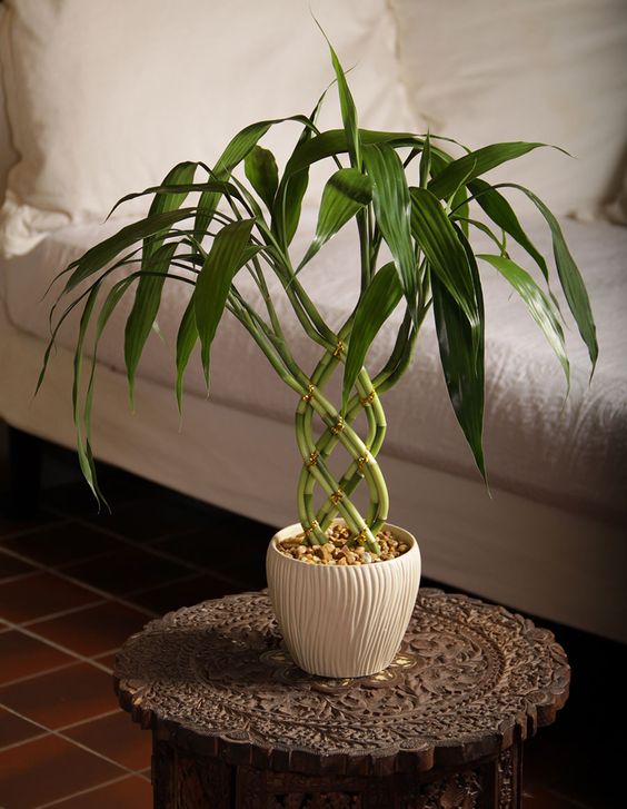 Bamboo Plant Vastu: A Guide to Attract Positive Energy and Prosperity.